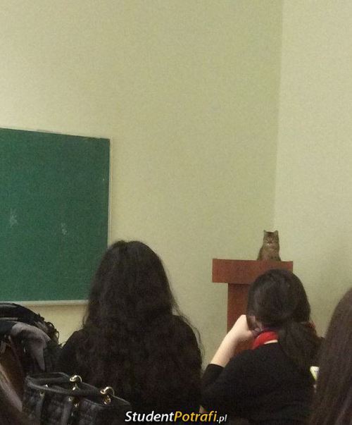 Koci wykładowca –  