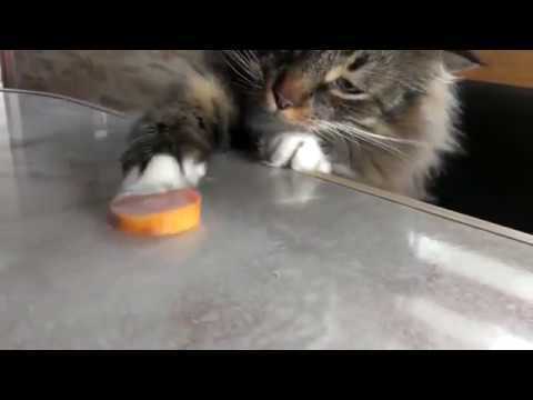 Kot vs kawałek kiełbasy –  