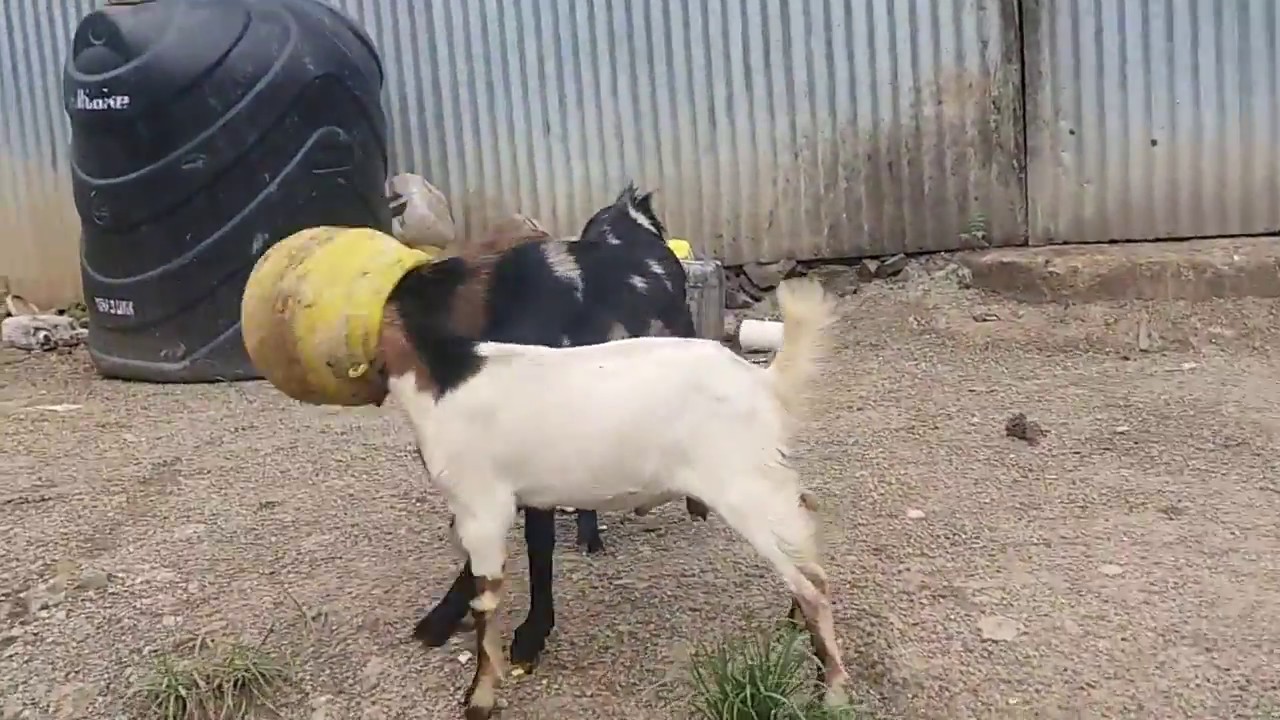 2 goats stuck in pot –  
