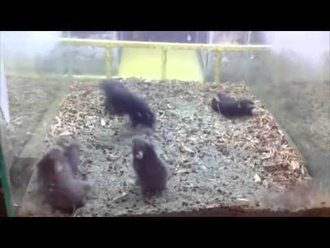 Hamsters Shake –  