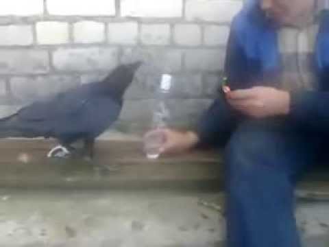 W Rosji nawet wrony piją wódkę –  